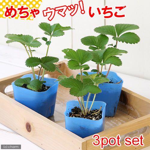 （観葉植物）デルモンテ　野菜苗　イチゴ　めちゃウマッ！いちご（四季成り）　３号（３ポット）　家庭菜園...