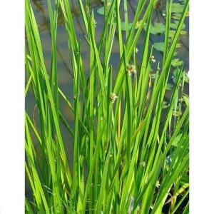 （ビオトープ）水生植物　カンガレイ（１ポット）　抽水植物　日本産水草（休眠状態）