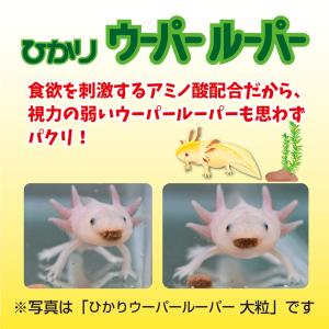 キョーリン ひかりウーパールーパー 30g 餌...の詳細画像4
