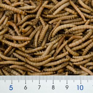 NPF ミルワーム(缶入り) 35g 両生類・...の詳細画像4