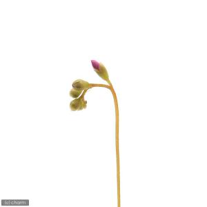(食虫植物)コモウセンゴケ 2号(1ポット)の詳細画像2