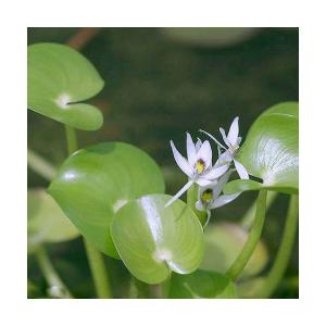 (ビオトープ)水生植物 ヘテランテラ レニフォル...の商品画像