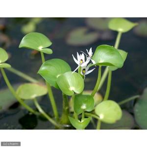 (ビオトープ)水生植物 ヘテランテラ レニフォ...の詳細画像1