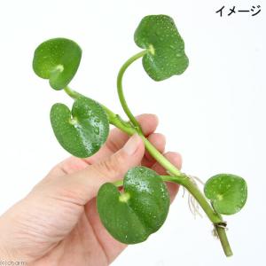 (ビオトープ)水生植物 ヘテランテラ レニフォ...の詳細画像2