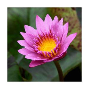 （ビオトープ）睡蓮　熱帯性睡蓮（スイレン）（濃桃）　クイーン　オブ　サイアム（１ポット）（ムカゴ種）（休眠状態）