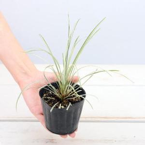 (ビオトープ)水生植物 リュウノヒゲ 白竜(1ポ...の商品画像
