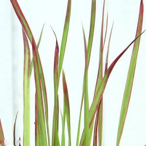 (ビオトープ)水生植物 ベニチガヤ(無農薬)(1...の商品画像