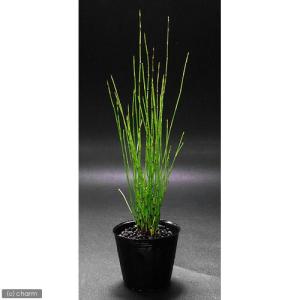 (ビオトープ)水生植物 ヒメトクサ(1ポット)...の詳細画像1