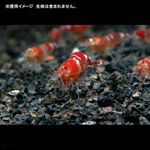 底砂 No.31 溶岩砂 3リットル Volc...の詳細画像2