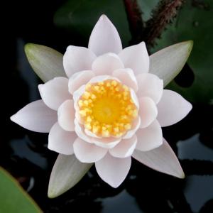 （ビオトープ）睡蓮　温帯性睡蓮（スイレン）（桃）　オドラータ　Ｗ．Ｂ．シャウ　Ｏｄｒａｔａ　Ｗ．Ｂ．Ｓｈａｗ　（１ポット）（休眠状態）