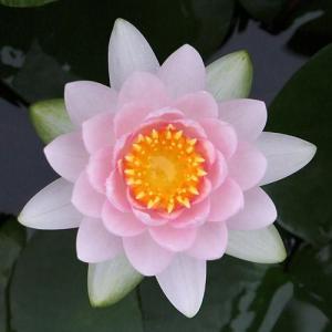 （ビオトープ）睡蓮　温帯性睡蓮（スイレン）（桃）　マダム　ウィルフラン　ゴネール　（１ポット）（休眠状態）