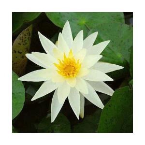 （ビオトープ）睡蓮　温帯性睡蓮（スイレン）（黄）　シャーレーン・ストロウン（１ポット）（休眠状態）