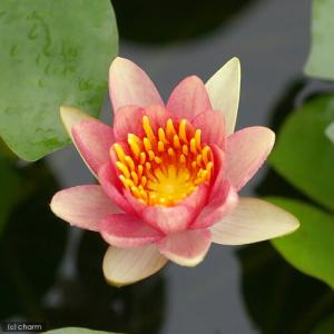 (ビオトープ)睡蓮 温帯性睡蓮(スイレン)(チェ...の商品画像