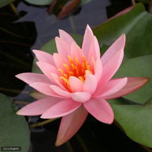 （ビオトープ）睡蓮　温帯性睡蓮（スイレン）（桃）　コロラド　Ｃｏｌｏｒａｄｏ　（１ポット）（休眠状態）