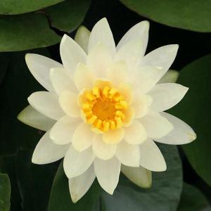 （ビオトープ）睡蓮　温帯性睡蓮（スイレン）（黄）　ピーチ＆クリーム　Ｐｅａｃｈ＆Ｃｒｅａｍ　（１ポット）（休眠状態）