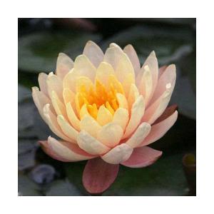 （ビオトープ）睡蓮　温帯性睡蓮（スイレン）（オレンジ）　マンカラ　ウボン　Ｍａｎｇｋａｌａ　Ｕｂｏｌ　（１ポット）（休眠状態）