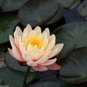 (ビオトープ)睡蓮 温帯性睡蓮(スイレン)(オ...の詳細画像1