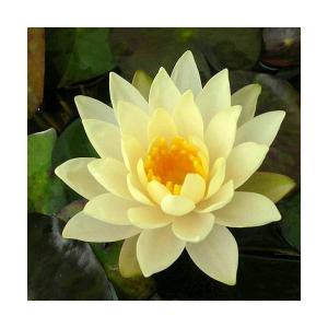 （ビオトープ）睡蓮　温帯性睡蓮（スイレン）（黄）　インナーライト　Ｉｎｎｅｒｌｉｇｈｔ　（１ポット）（休眠状態）