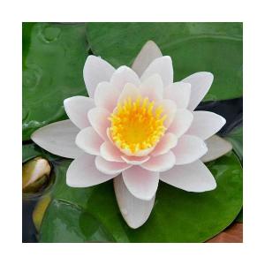 （ビオトープ）睡蓮　温帯性睡蓮（スイレン）（桃）　マリアセア　カルネア　Ｍａｒｌｉａｃｅａ　Ｃａｒｎｅａ　（１ポット）