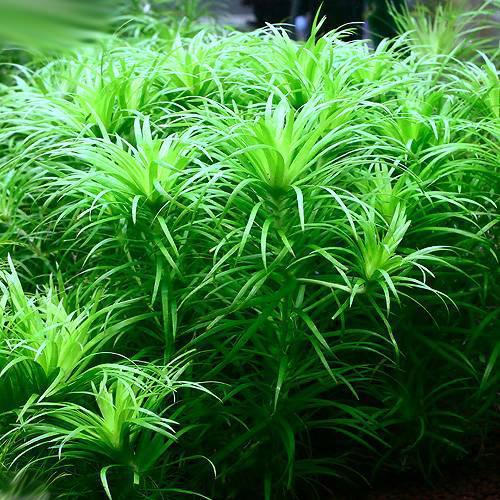 （水草）トニナｓｐ．ラーゴグランデ（水中葉）（無農薬）（３本）