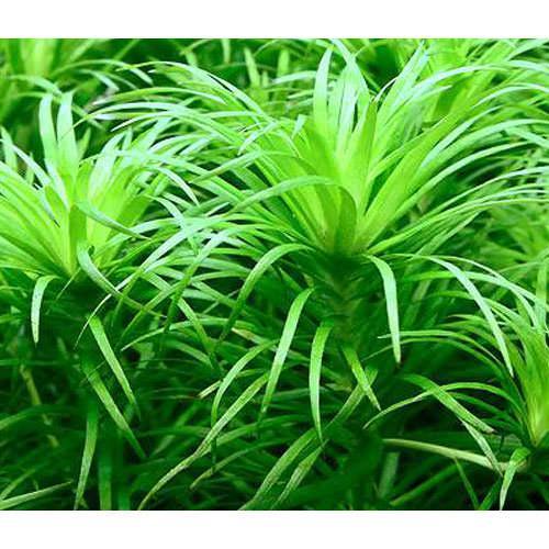（水草）トニナｓｐ．ラーゴグランデ（水中葉）（無農薬）（６本）