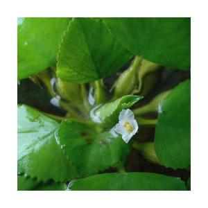 （ビオトープ）水生植物　ヒシ（１株）　浮葉植物