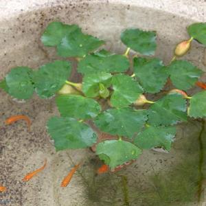 （ビオトープ）水生植物　ヒシ（無農薬）（３株）　浮葉植物