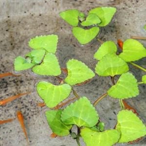（ビオトープ）水生植物　ヒシモドキ（１株）　浮葉植物　日本産水草