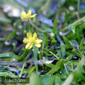 (ビオトープ)水生植物 イトキンポウゲ(無農薬)...の商品画像
