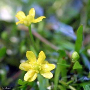 (ビオトープ)水生植物 イトキンポウゲ(無農薬...の詳細画像1