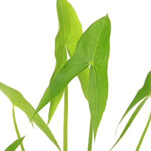 (ビオトープ)水生植物 オモダカ(ハナグワイ)...の詳細画像3