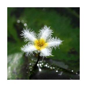 （ビオトープ）水生植物　ガガブタ（１ポット）　浮葉植物