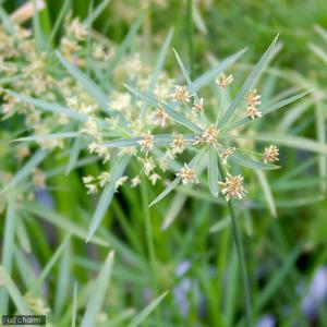 (ビオトープ)水生植物 シュロガヤツリ(無農薬...の詳細画像1