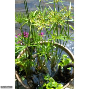 (ビオトープ)水生植物 シュロガヤツリ(無農薬...の詳細画像2
