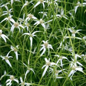 （ビオトープ）水生植物　シラサギカヤツリ（１ポット）　湿生植物（休眠状態）