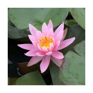 （ビオトープ）睡蓮　温帯性睡蓮（スイレン）　桃（１ポット）（休眠状態）