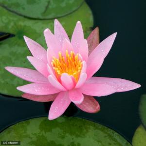 (ビオトープ)睡蓮 温帯性睡蓮(スイレン) 桃...の詳細画像2