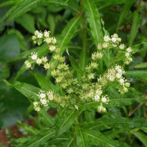 （ビオトープ）水生植物　タコノアシ（１ポット）　湿生植物（休眠状態）