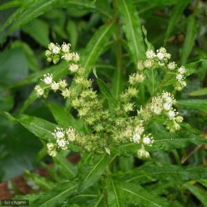 (ビオトープ)水生植物 タコノアシ(1ポット)...の詳細画像1