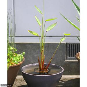 (ビオトープ)水生植物 タリア デアルバータ ...の詳細画像1
