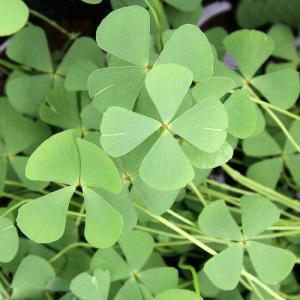 （ビオトープ）水生植物　ナンゴクデンジソウ（１ポット）　抽水〜浮葉植物（休眠状態）