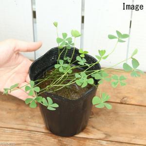 (ビオトープ)水生植物 ナンゴクデンジソウ(無...の詳細画像1