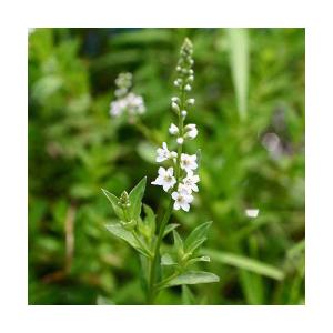 （ビオトープ）水生植物　ヌマトラノオ（１ポット）　湿生植物（休眠状態）
