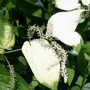 （ビオトープ）水生植物　ハンゲショウ（１ポット）　抽水植物（休眠状態）