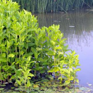 (ビオトープ)水生植物 ハンゲショウ(無農薬)...の詳細画像2