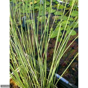 (ビオトープ)水生植物 タテジマフトイ(1ポッ...の詳細画像1
