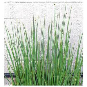 （ビオトープ）水生植物　フトイ（１ポット）　抽水植物