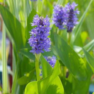 （ビオトープ）水生植物　ポンテデリア　コルダータ（青花）（１ポット）　抽水植物（休眠状態）
