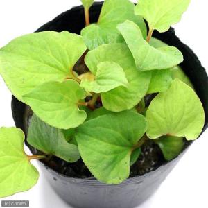 (ビオトープ)水生植物 ドクダミ(無農薬)(1...の詳細画像1