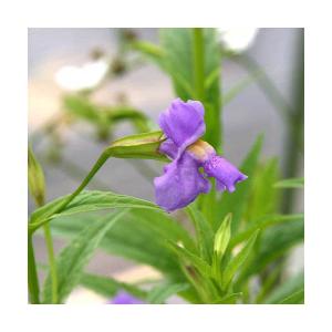 （ビオトープ）水生植物　ミムルス　リンゲンス（１ポット）　湿性植物